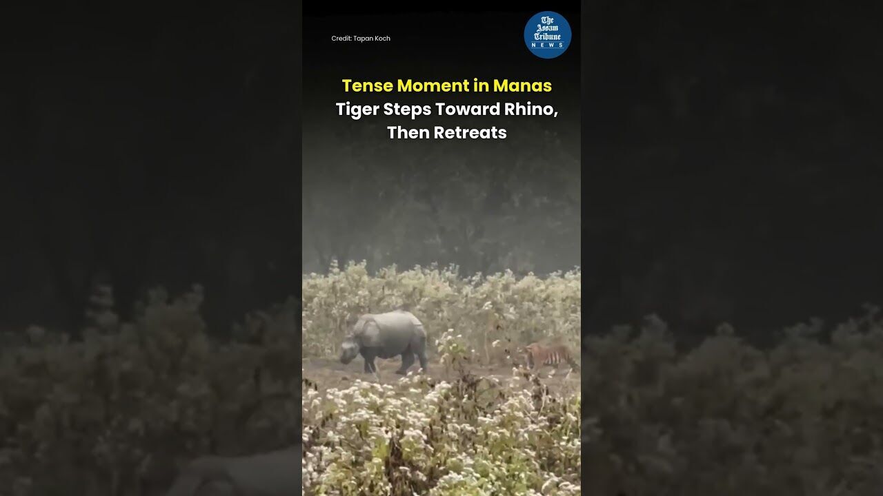 Tiger Steps Toward Rhino, Then Retreats at Manas National Park