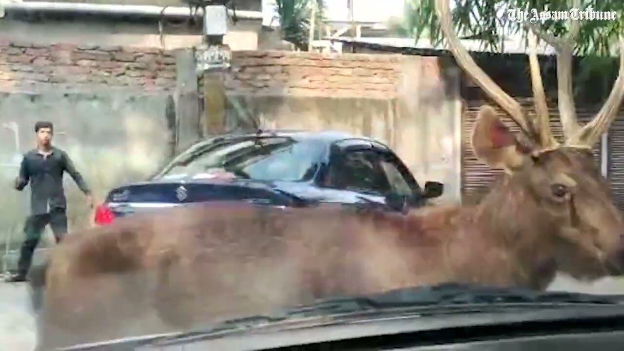 Deer escapes from Assam State Zoo in Guwahati