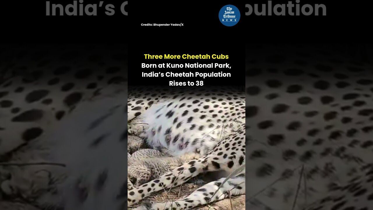 Three More Cheetah Cubs Born at Kuno National Park, India’s Cheetah Population Rises to 38