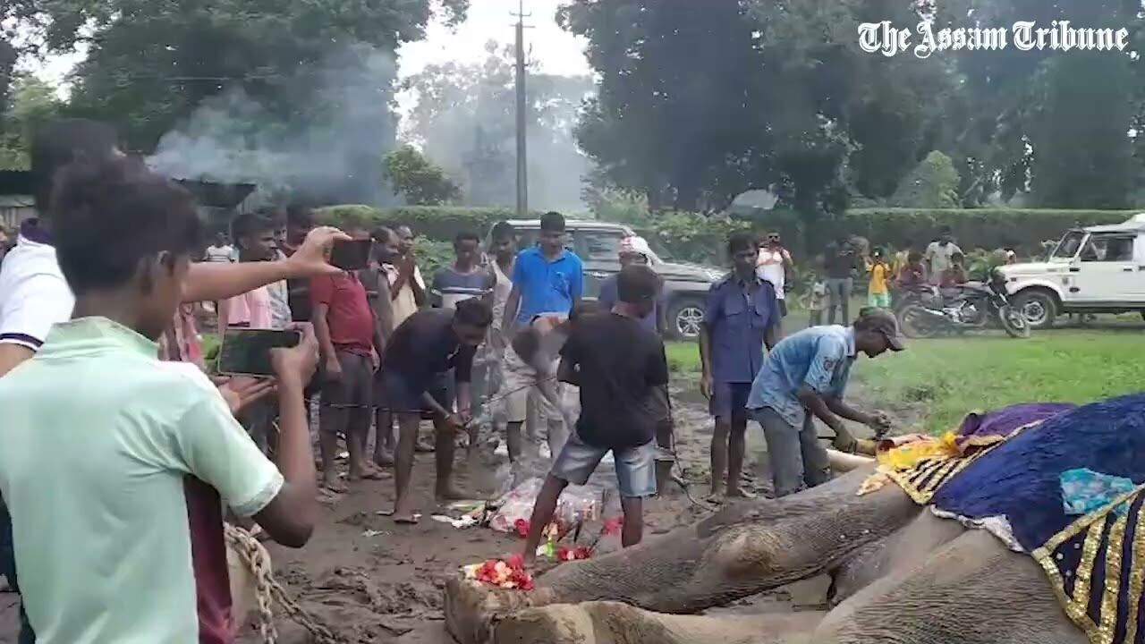 Biswanath Chariali: Oldest Asiatic elephant Bijuli Prasad passes away