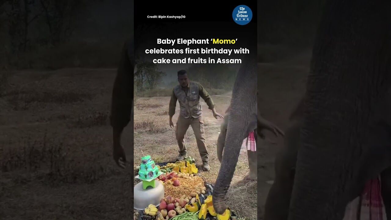 Baby Elephant ‘Momo’ celebrates first birthday with cake and fruits in Assam
