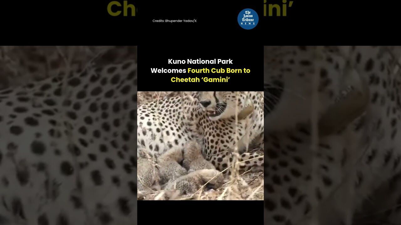 Kuno National Park Welcomes Fourth Cub Born to Cheetah Gamini