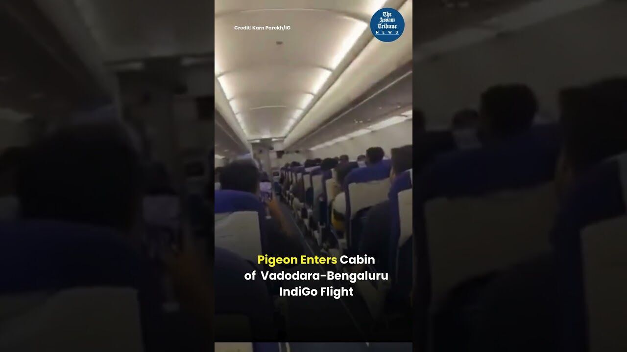 Pigeon Enters Cabin of Vadodara-Bengaluru Indigo Flight