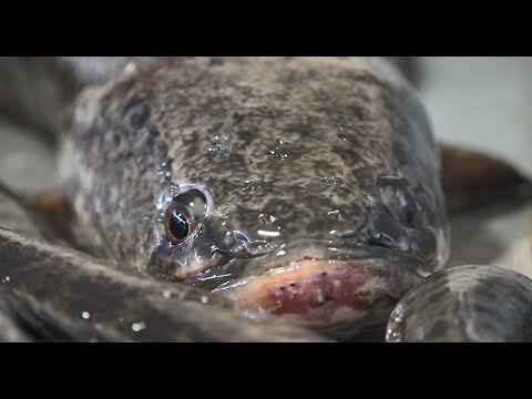 Formalin-laced fish scares fish eaters in Guwahati