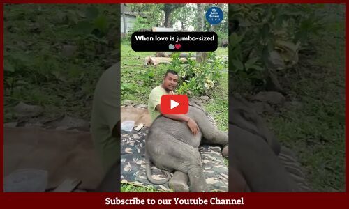 When love is jumbo sized 🐘❤️