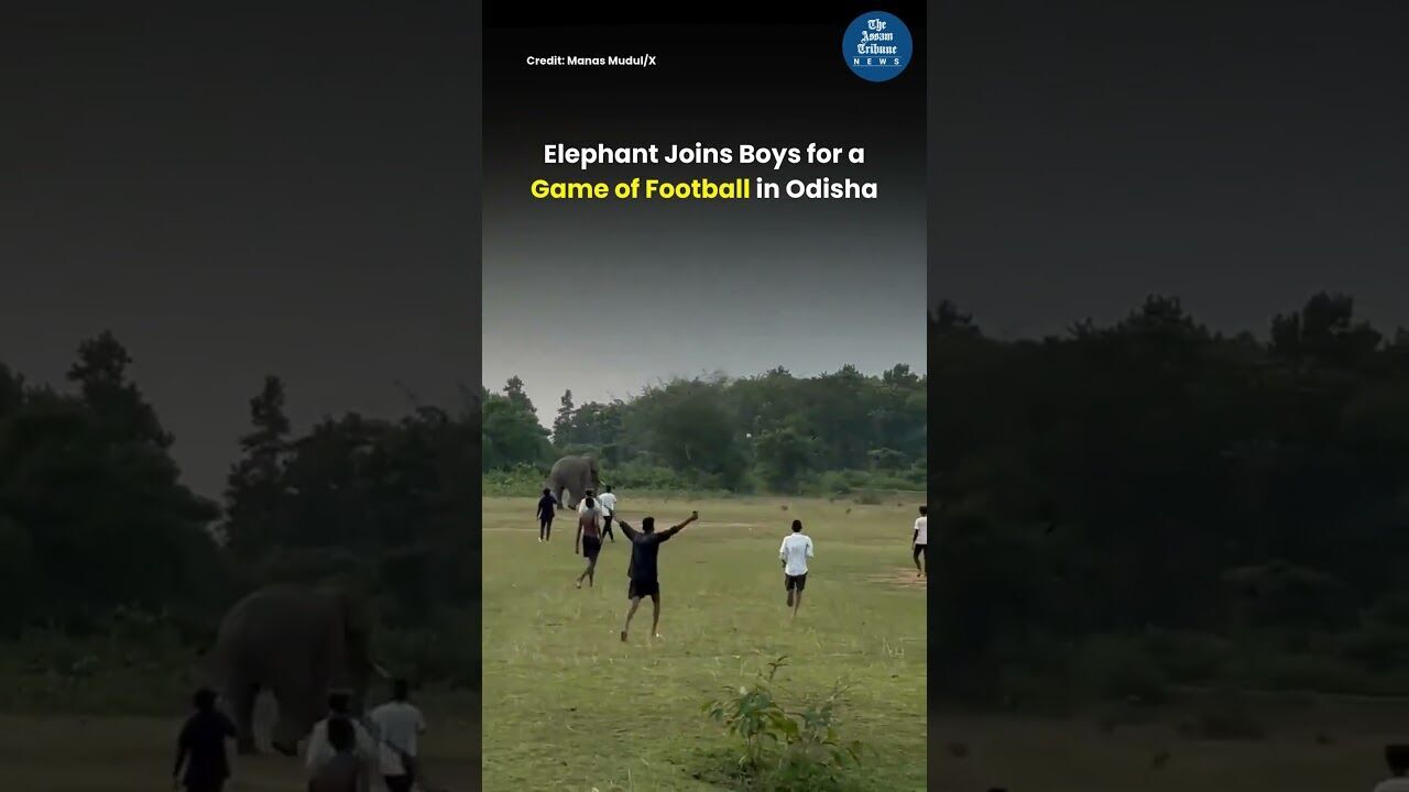 Elephant Joins Boys for a Game of Football in Odisha