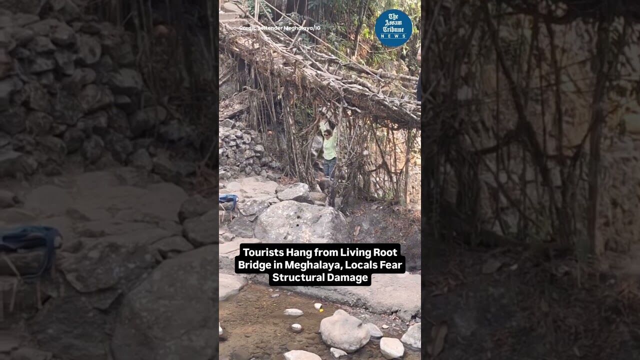 Tourists Hang from Living Root Bridge in Meghalaya, Locals fear Structural Damage