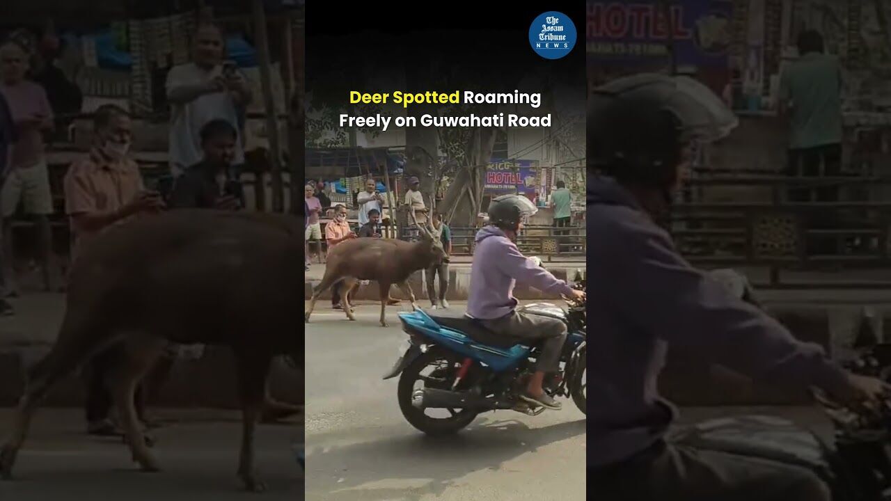 Deer Spotted Roaming Freely on Guwahati Road