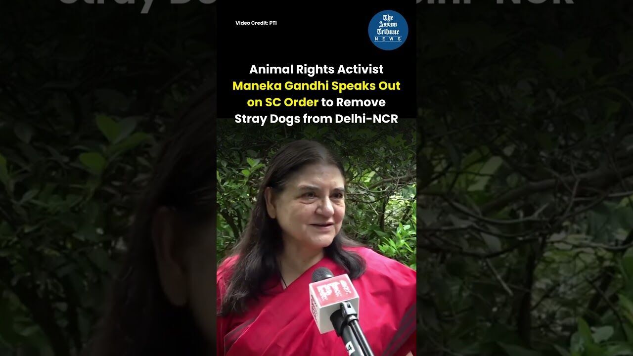 Animal Rights Activist Maneka Gandhi Speaks Out on SC Order to Remove Stray Dogs from Delhi NCR