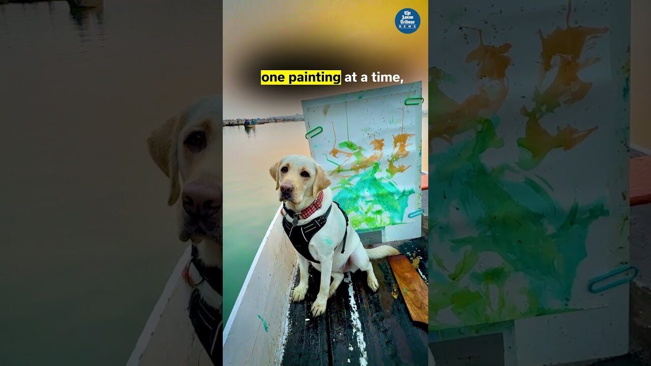 Paws, paint & purpose: A Labradors artful journey across Northeast