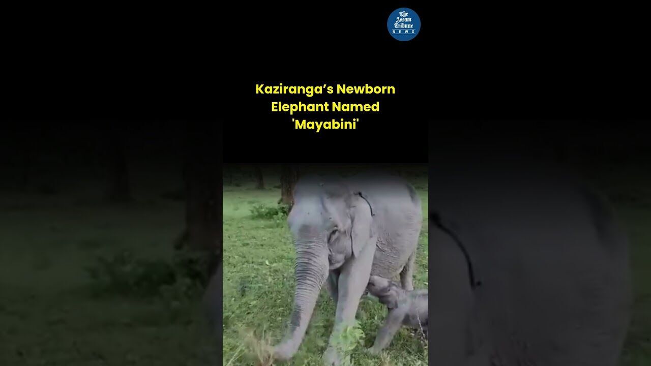 Kaziranga’s Newborn Elephant Named Mayabini in Honour of Zubeen Garg