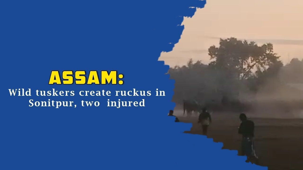 Assam: Wild tuskers create ruckus in Sonitpur, two injured