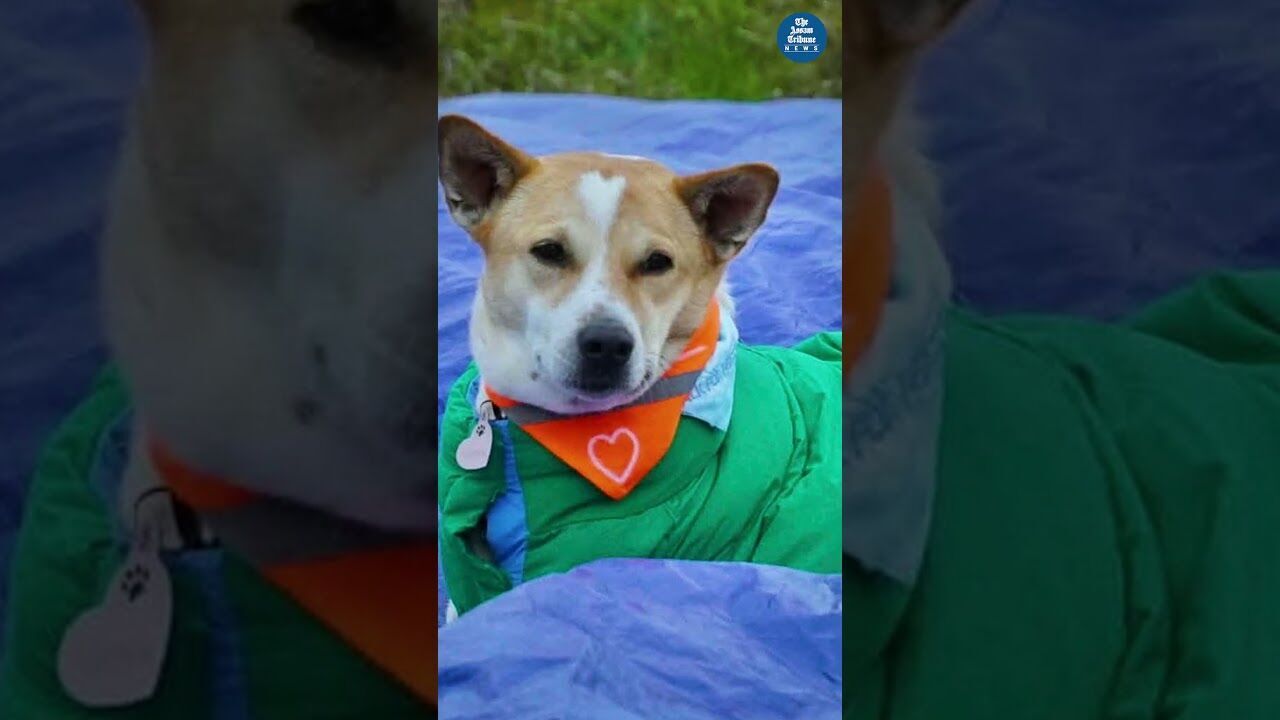 Meet Aloka, the Stray Dog Who Chose a Journey of Peace