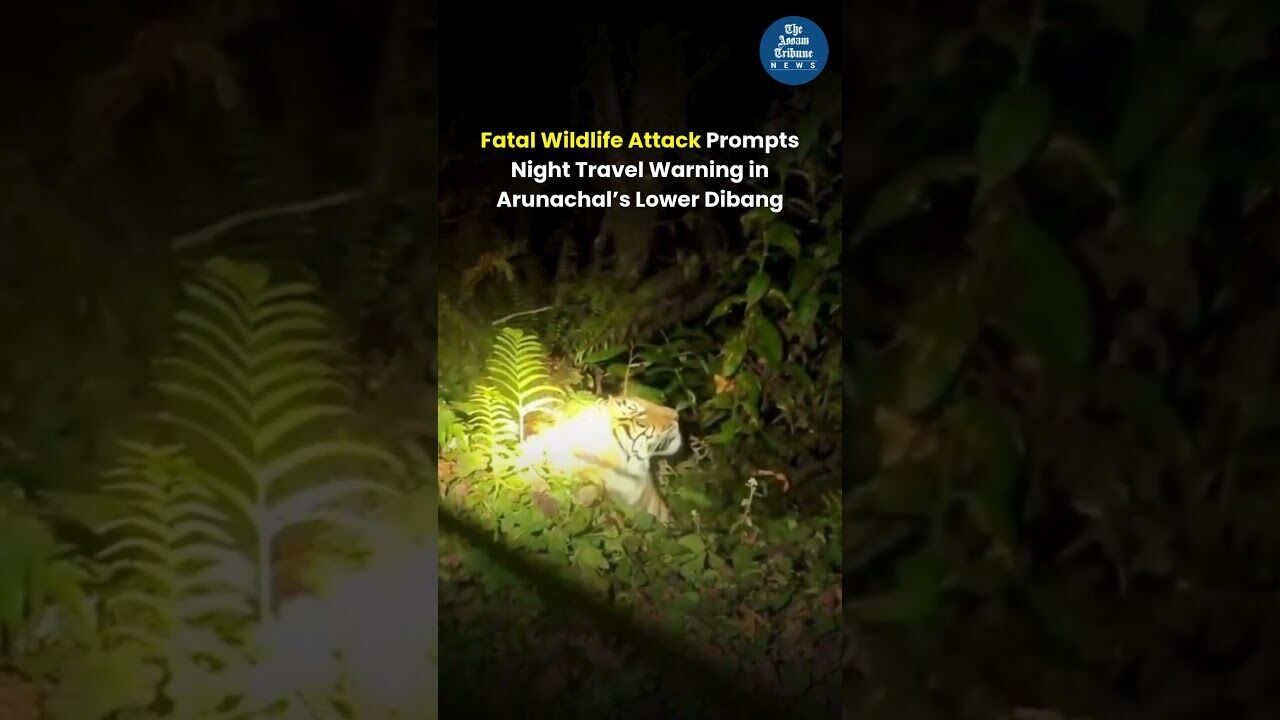 Fatal Wildlife Attack Prompts Night Travel Warning in Arunachal’s Lower Dibang