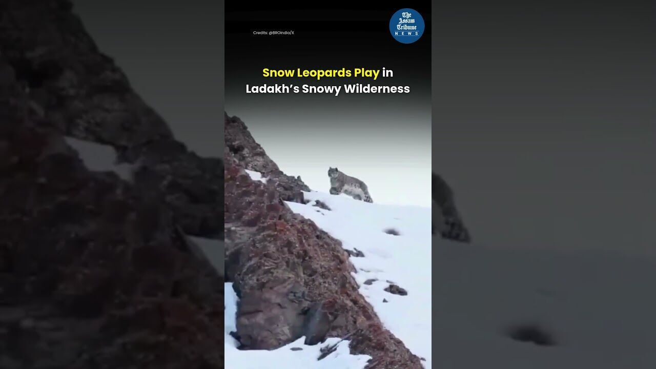 Snow Leopards Play in Ladakh’s Snowy Wilderness