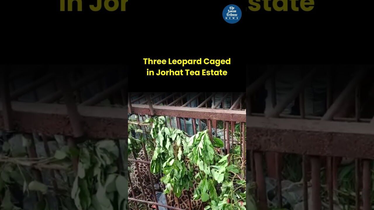 Three Leopard Caged in Jorhat Tea Estate