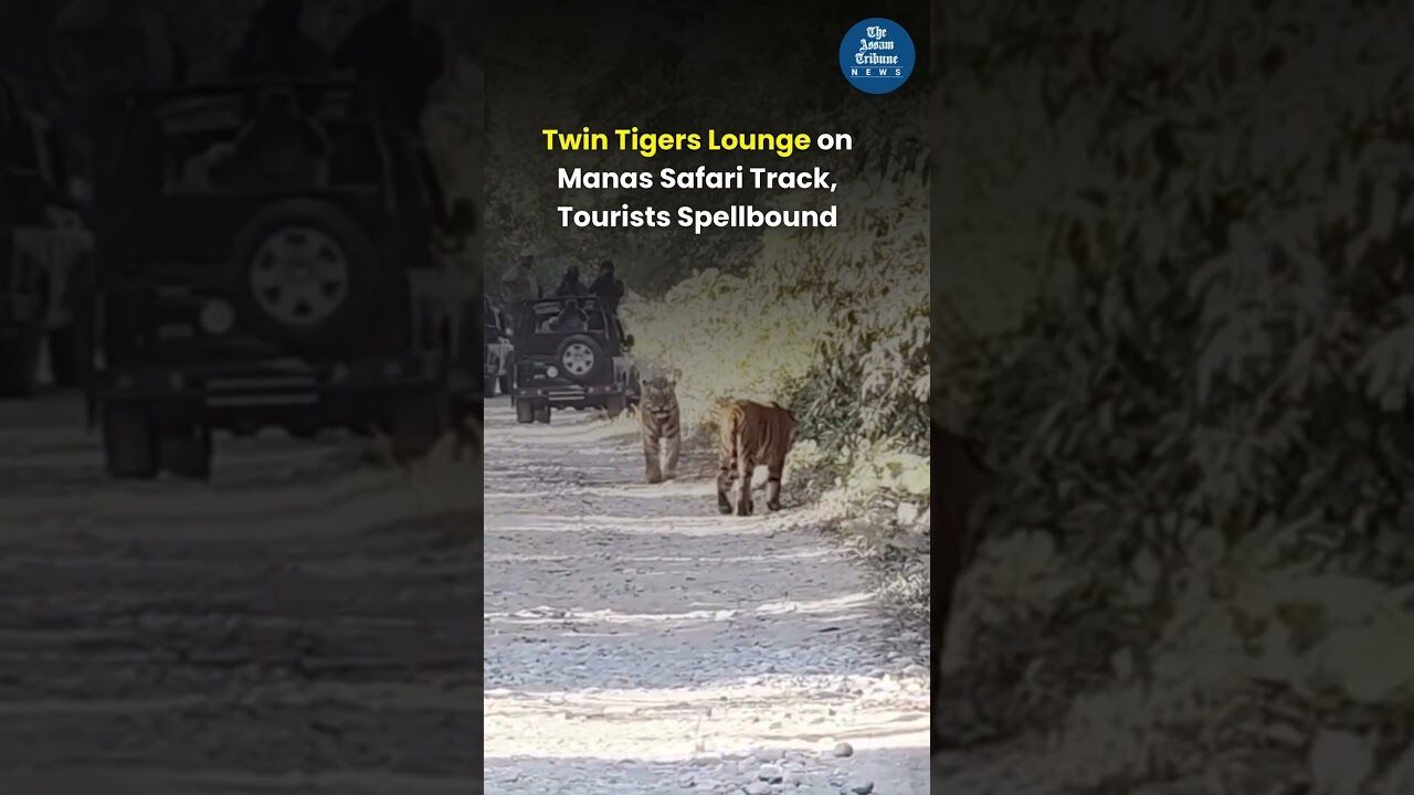 Twin tigers lounge on Manas safari track, tourists spellbound
