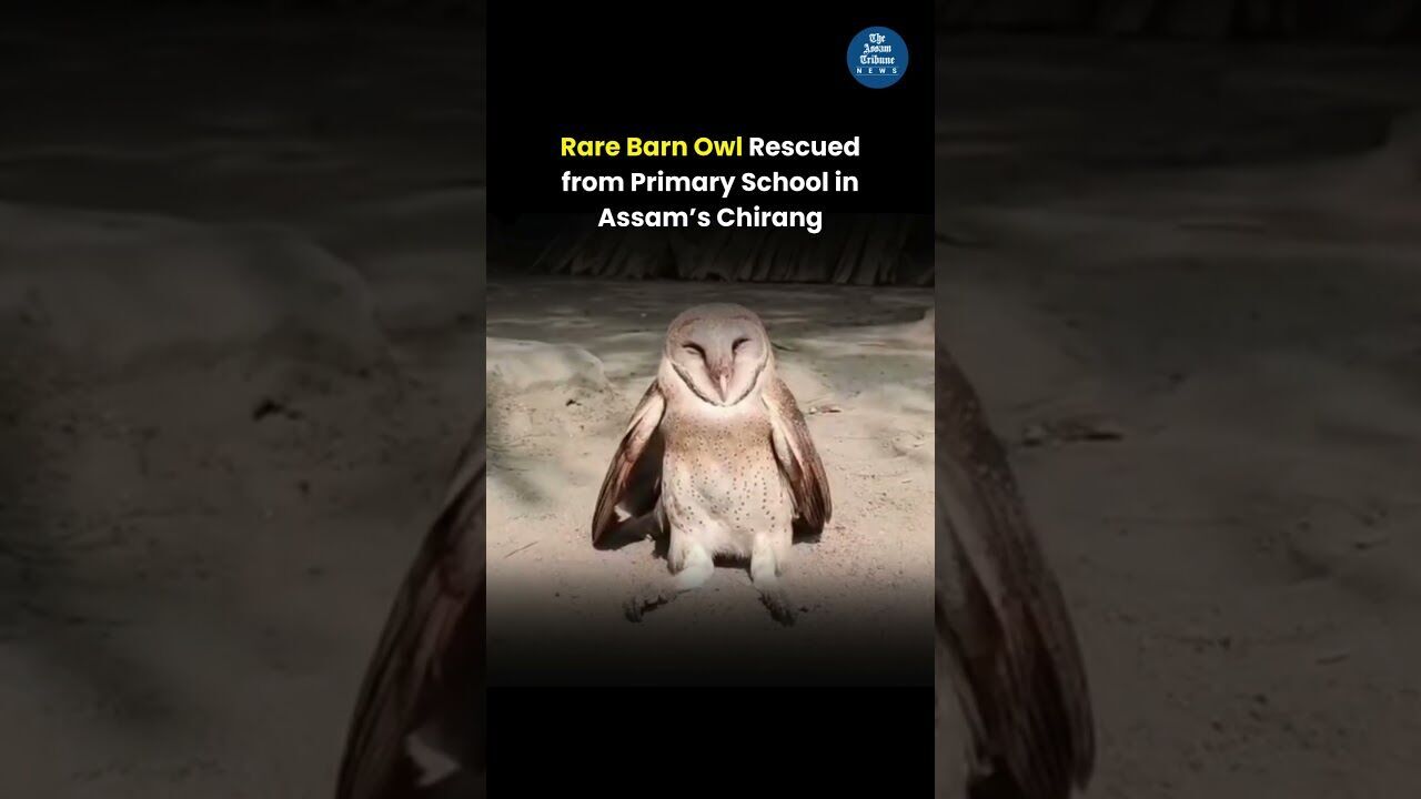 Rare Barn Owl Rescued from Primary School in Assam’s Chirang
