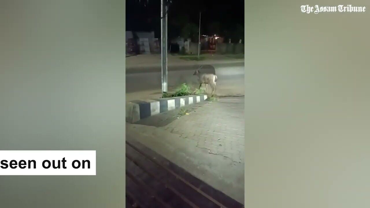 Deer spotted strolling at Geetanagar in Guwahati.